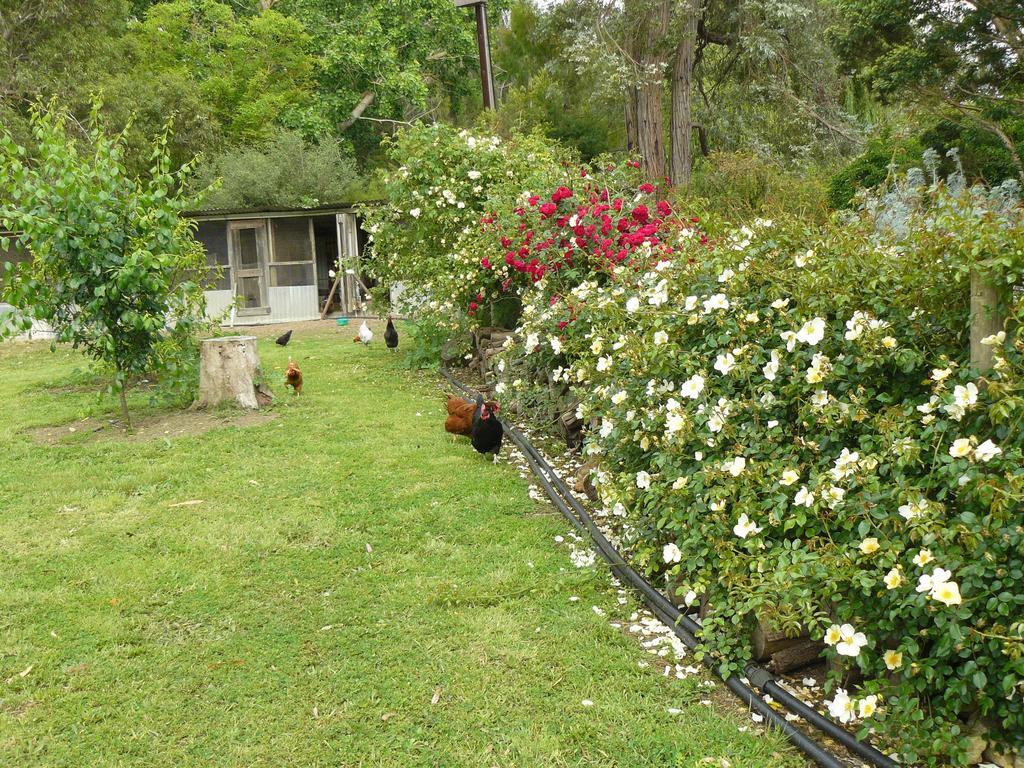 Camawald Coonawarra Cottage B&B Chambre photo